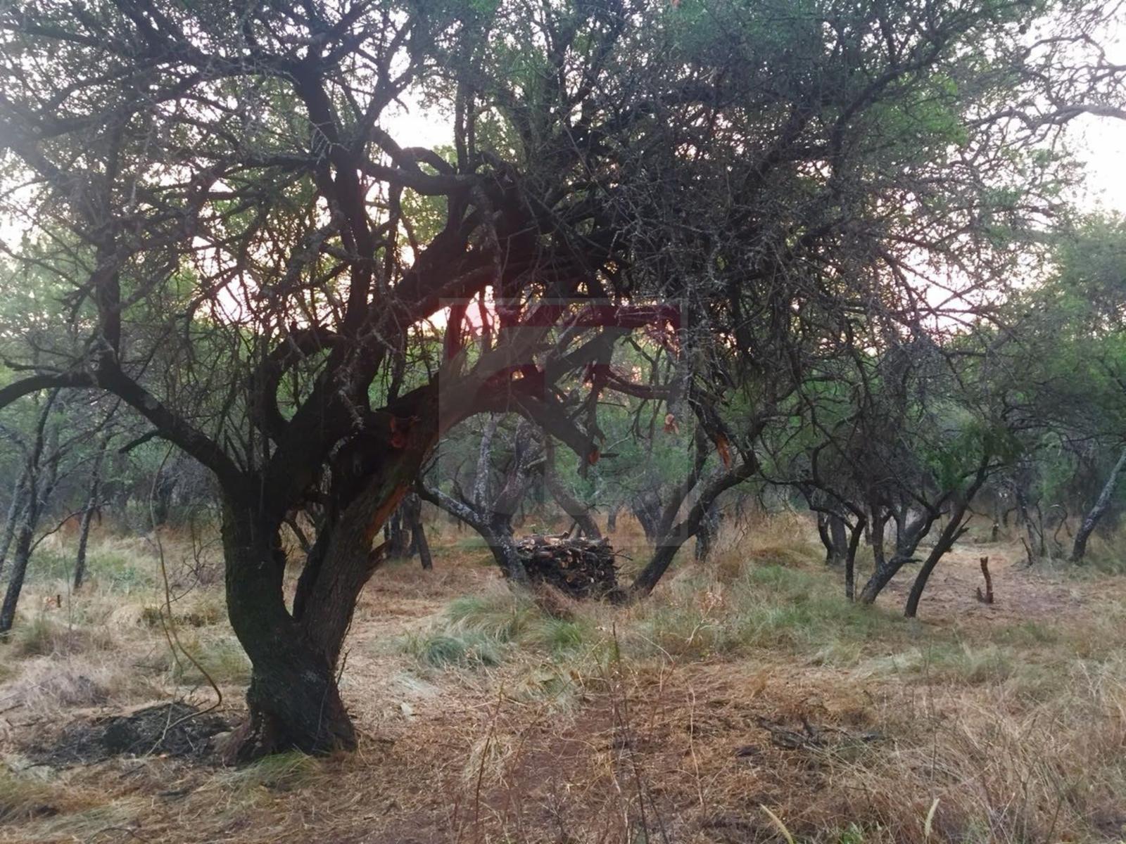 Venta lote de 2,5 hectáreas en Toay · Toay — foto 4