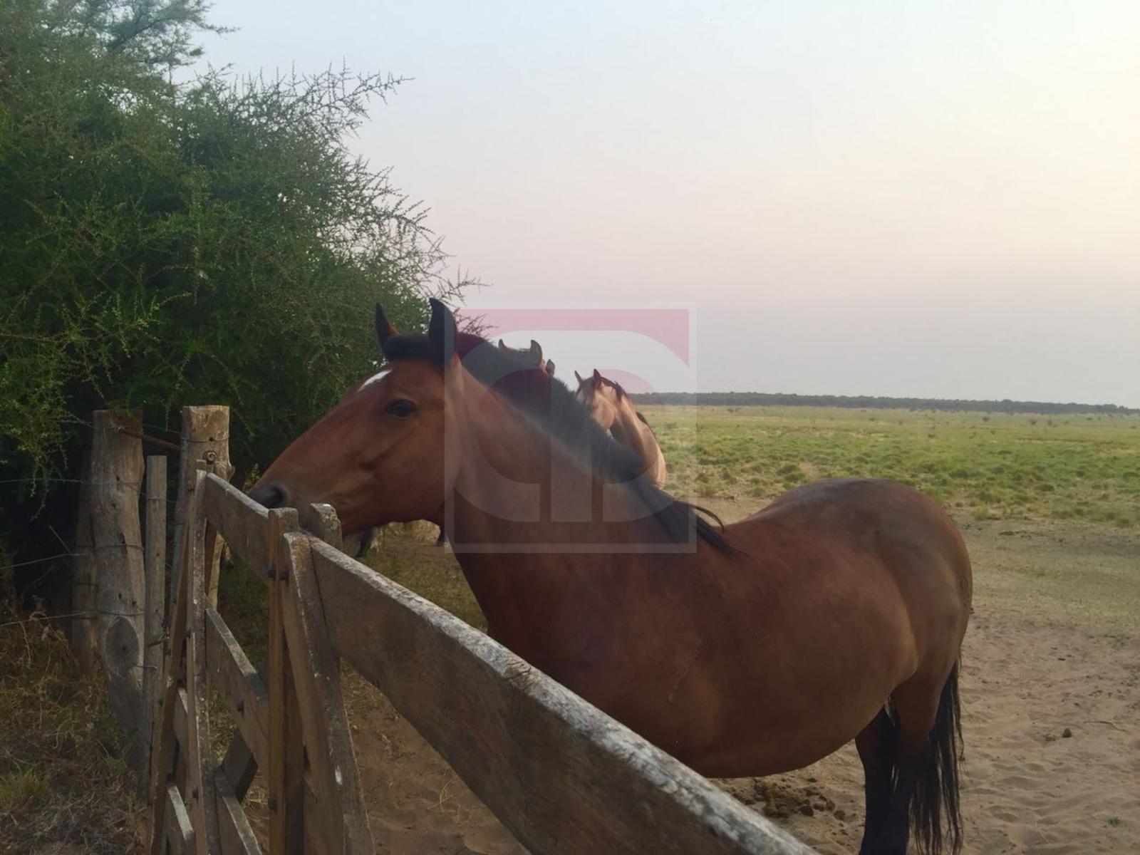 Venta lote de 2,5 hectáreas en Toay · Toay — foto 6