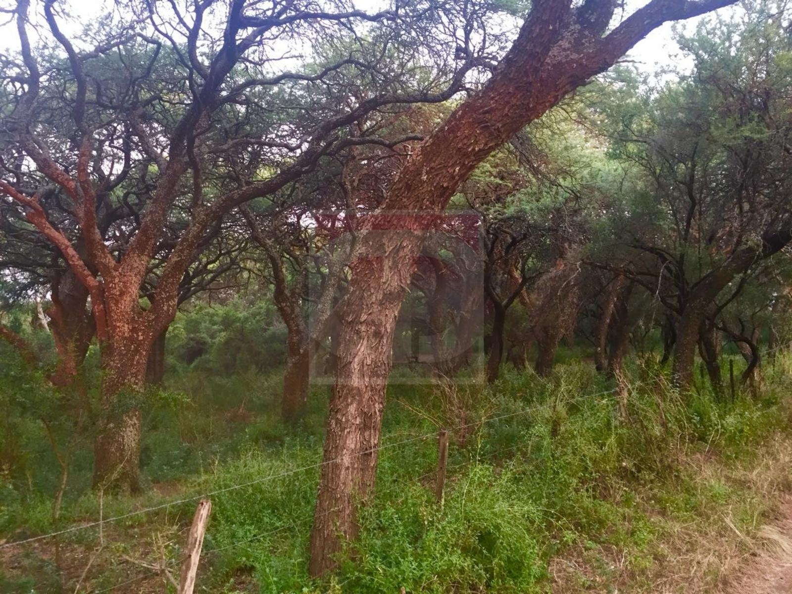 Venta lote de 2,5 hectáreas en Toay · Toay — foto 9
