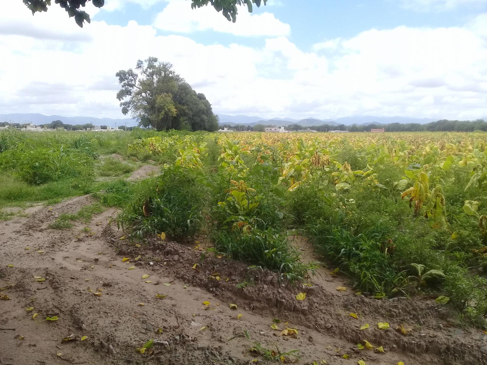 RUTA 24 - KM 5,5 · Cerrillos — foto 3