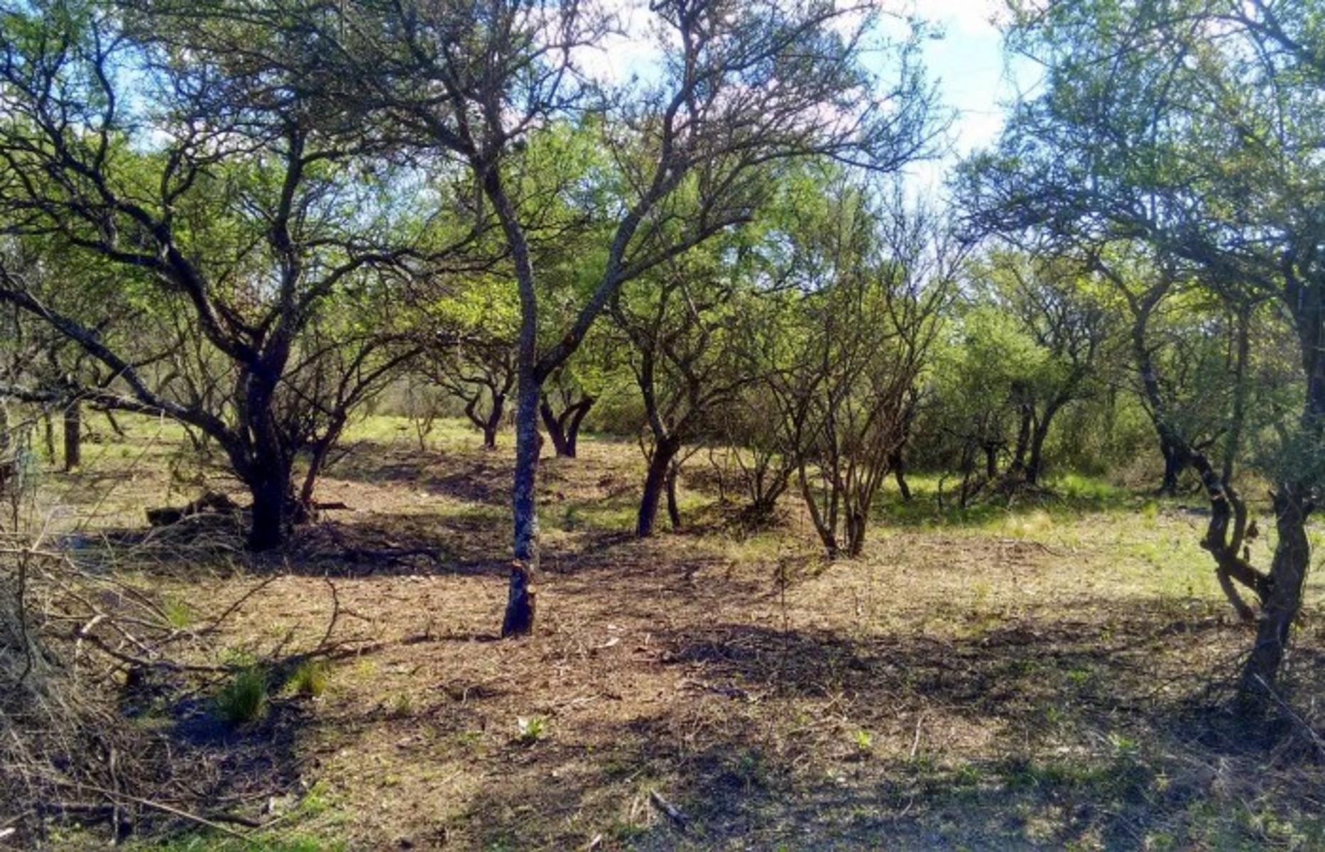 Carpinteria · Junín — foto 17