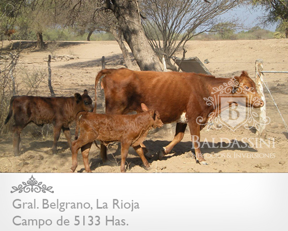5133 HAS EN NEPES, LA RIOJA - CAMPO GANADERO · General Belgrano — foto 13