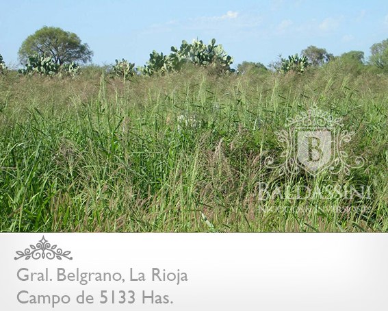 5133 HAS EN NEPES, LA RIOJA - CAMPO GANADERO · General Belgrano — foto 16