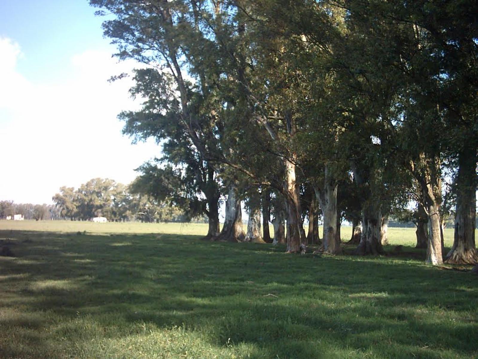 4 KM RUTA 6 Y 2000 MTROS DEL PUEBLO · General Las Heras — foto 8