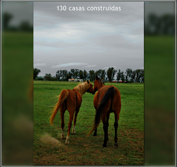 Benquerecia Farm Club · San Miguel del Monte — foto 12