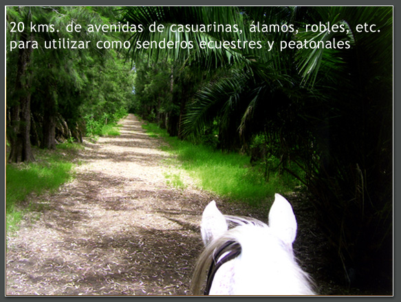 Benquerecia Farm Club · San Miguel del Monte — foto 10