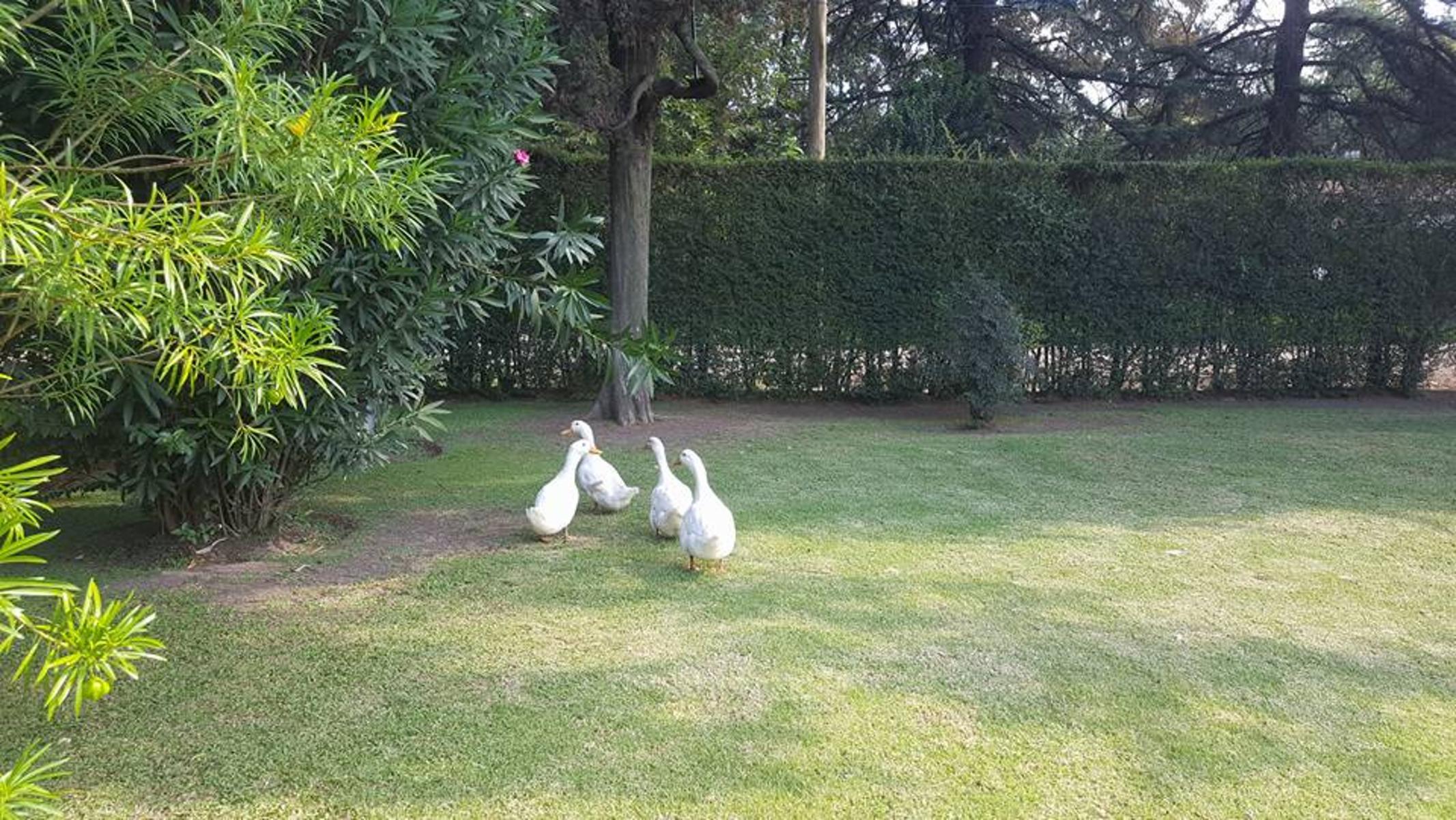 Tapalque · Moreno — foto 4