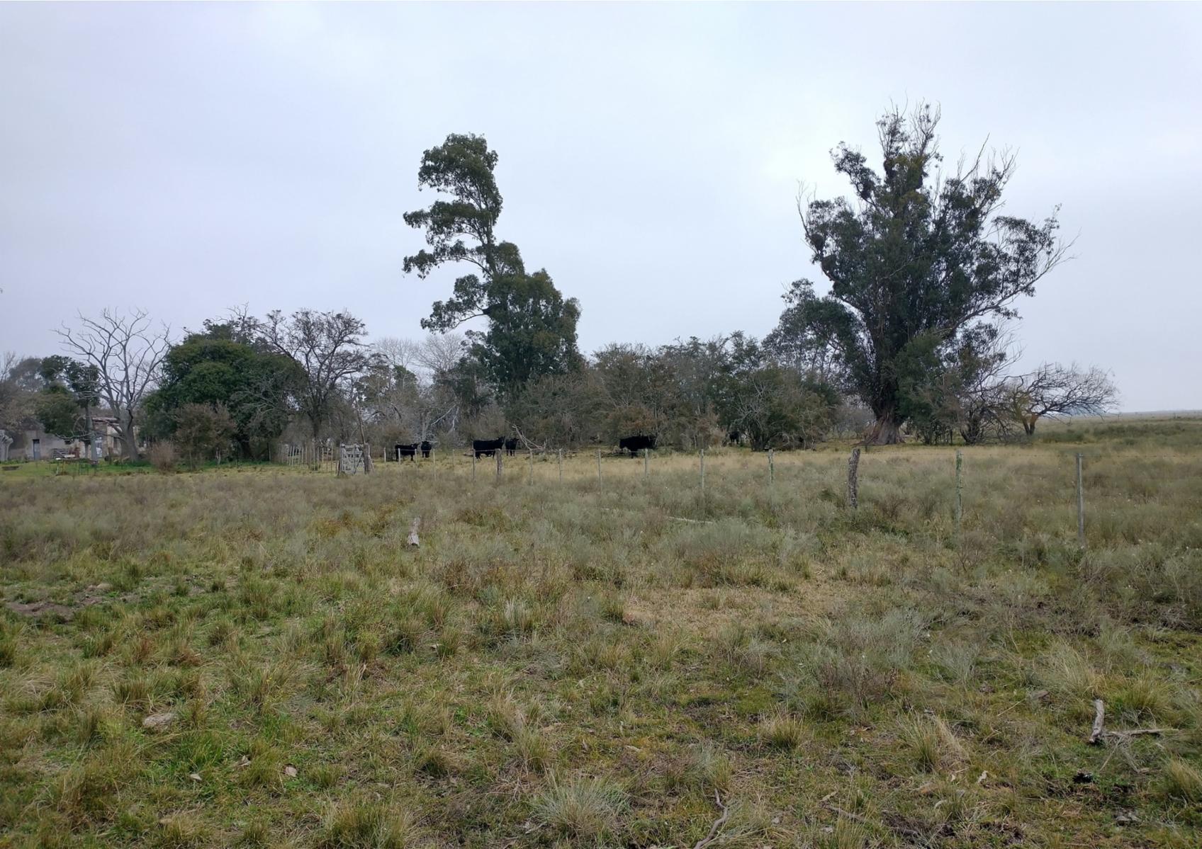 Ruta 36 km 99 · Magdalena — foto 8