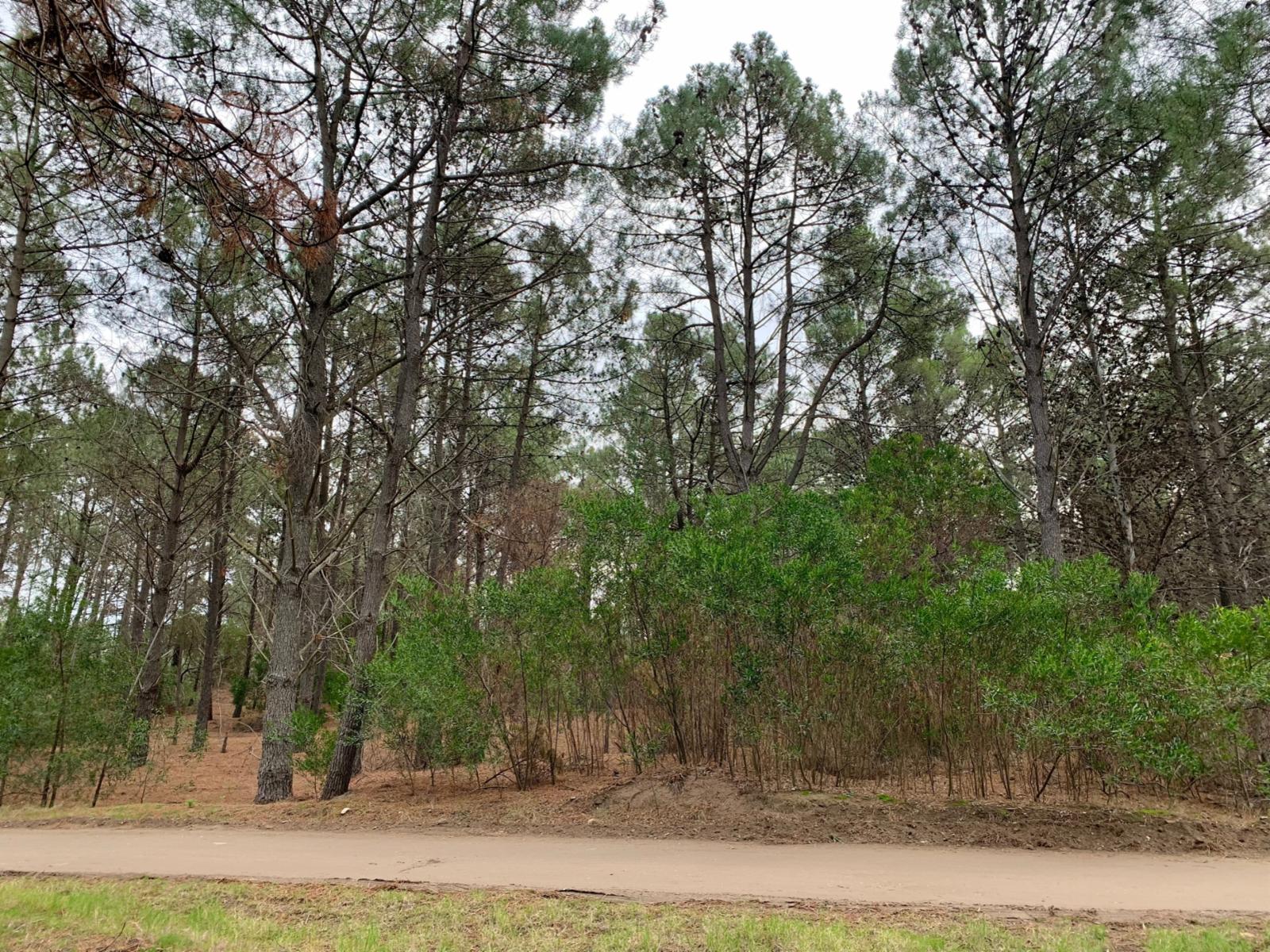 Bosque Alegre entre Los Zorzales y El Gavilán · Monte Hermoso — foto 4