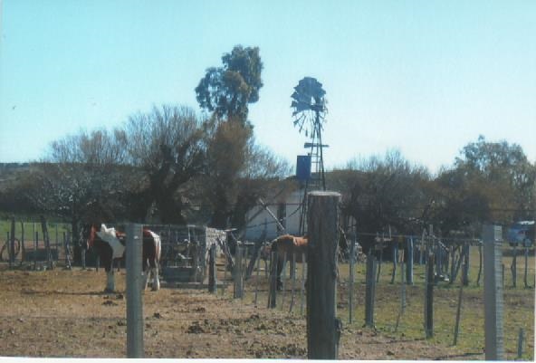 RETASADO--CAMPO GANADERO EN VALCHETA-PCIA DE RIO NEGRO-  8.000 HECTÁREAS