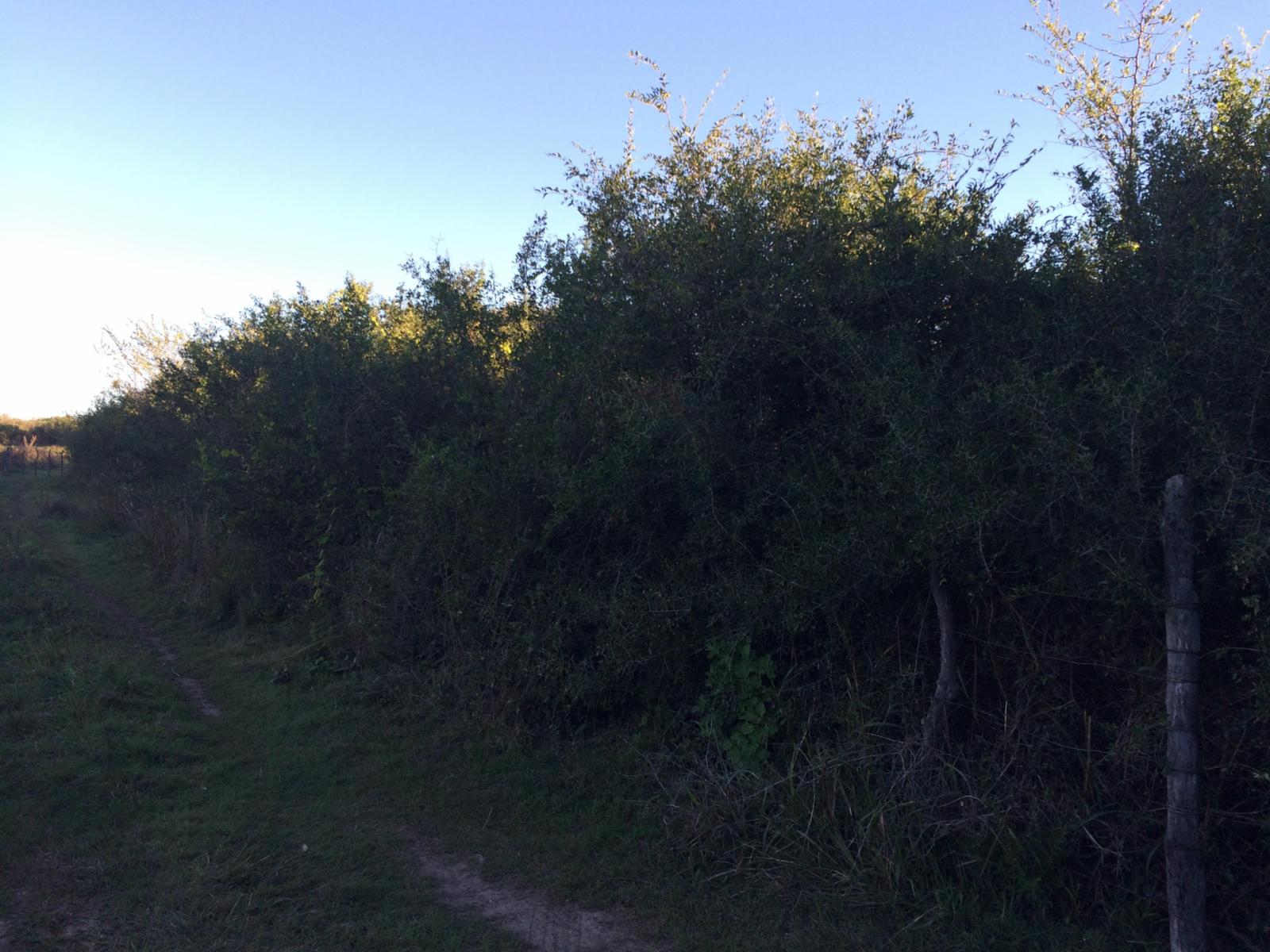 Villa de las Rosas · San Javier — foto 3
