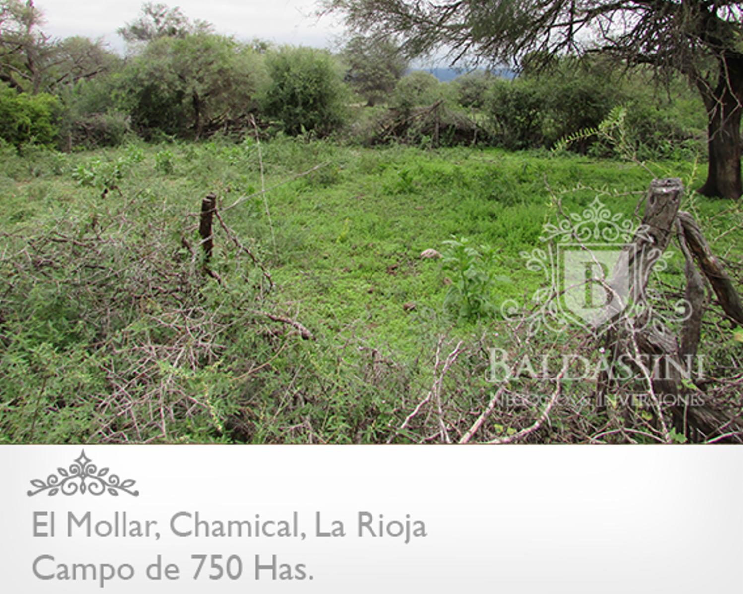 750 HAS. EN EL MOLLAR - CHAMICAL - CERCA DE LA RUTA 79 -  OPORTUNIDAD! A U$S 95.000.-