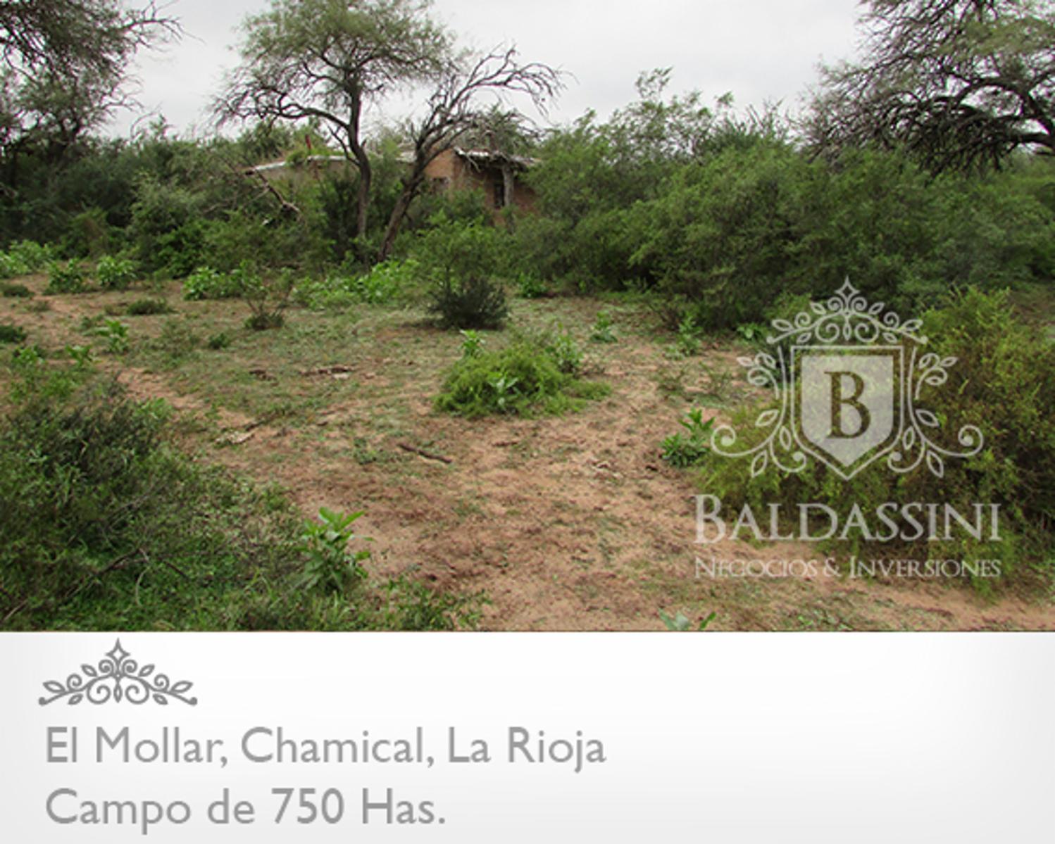 750 HAS. EN EL MOLLAR CERCA DE RUTA 79 · Chamical — foto 4