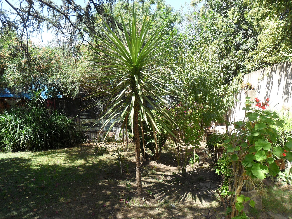 Francia · Moreno — foto 3