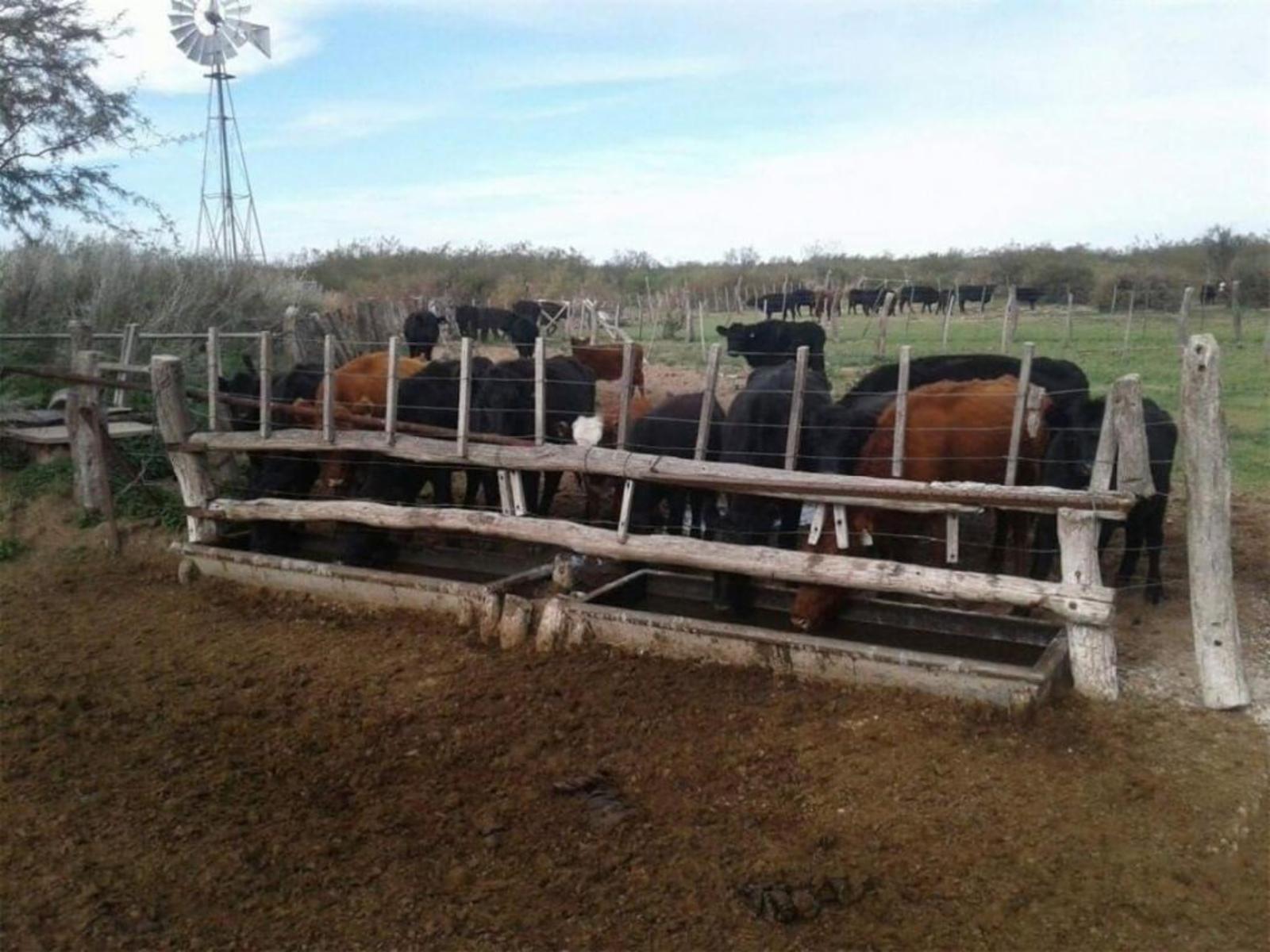 5000 ha. campo ganadero en La Pampa, Limay, Mahuida. · Limay Mahuida — foto 4
