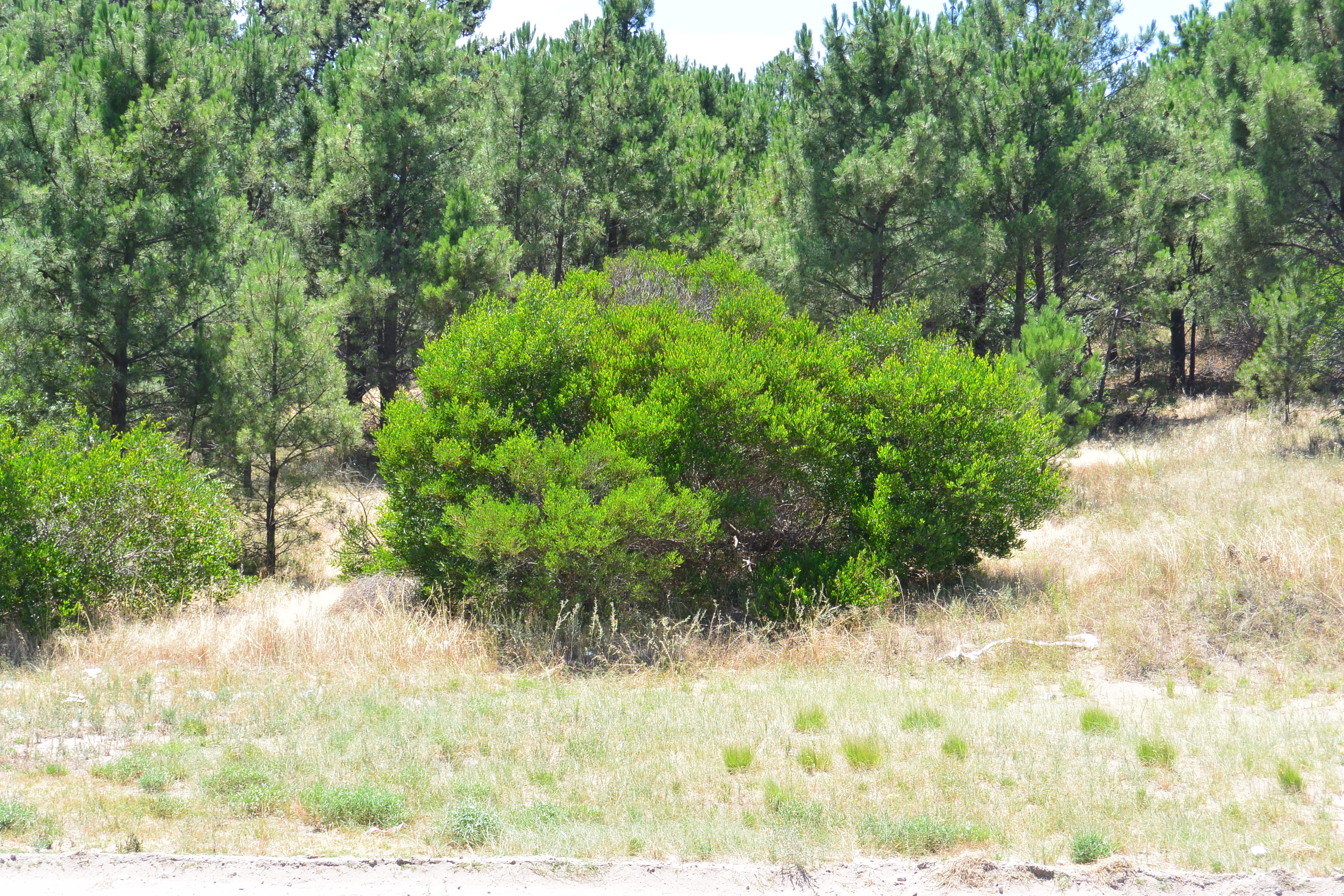 Los Zorzales 660 · Monte Hermoso — foto 15