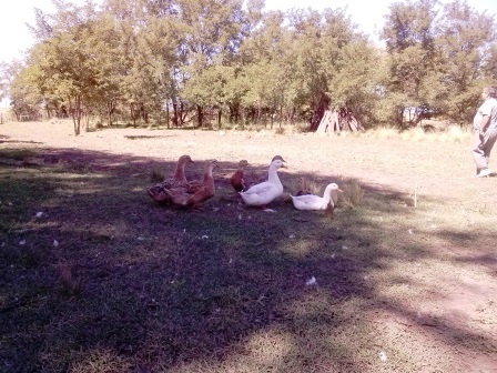Ruta Vilorco 200 · Coronel Pringles — foto 13
