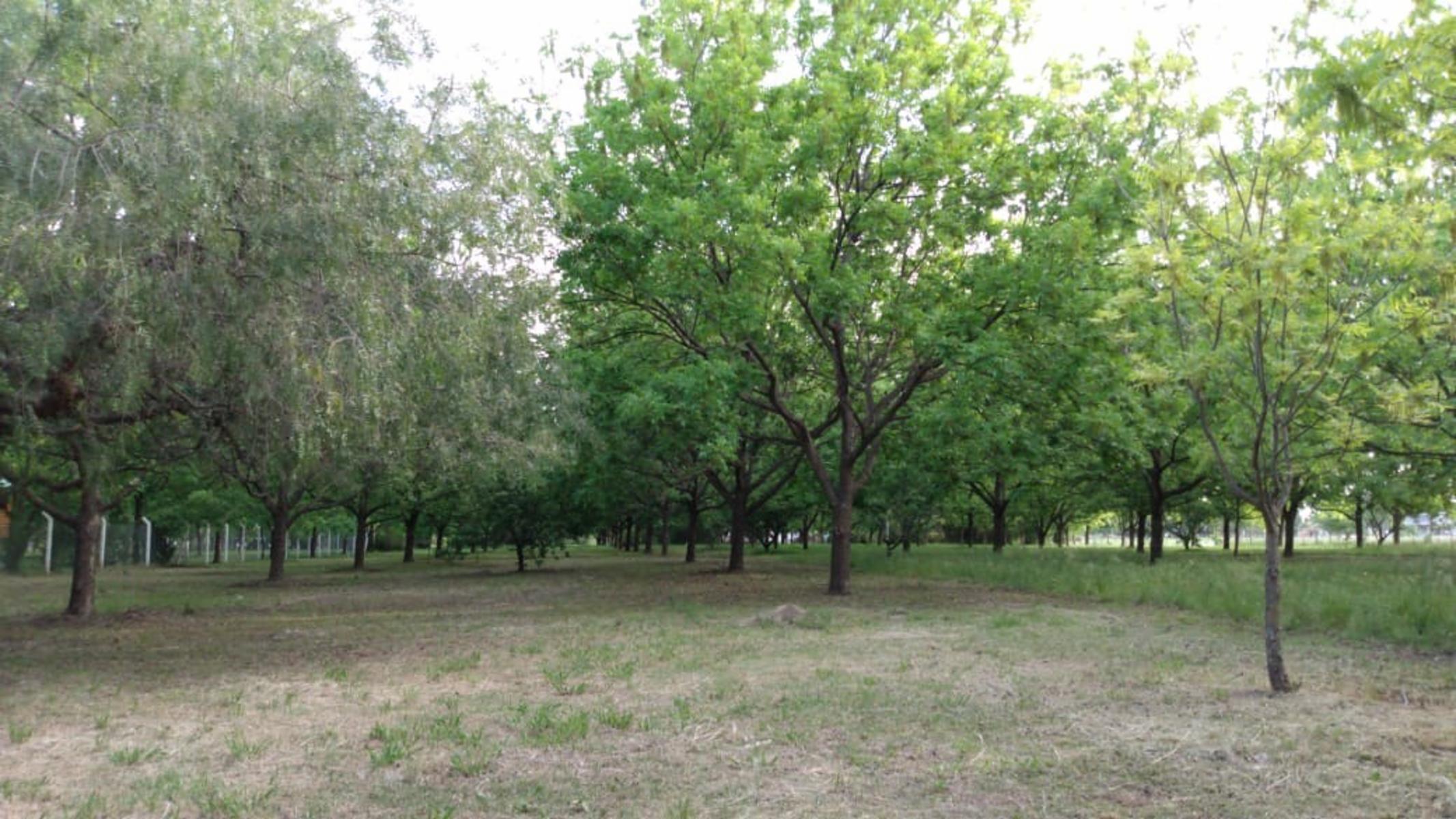 Chacra los Pecanes · Gualeguay — foto 11