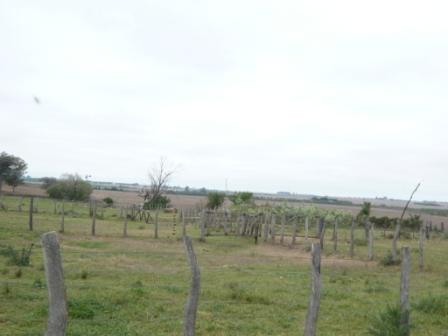 Ruta nueva a 2,9km a la der. y 5km adentro por camino de tierra, Victoria, Entre Ríos · Victoria — foto 8