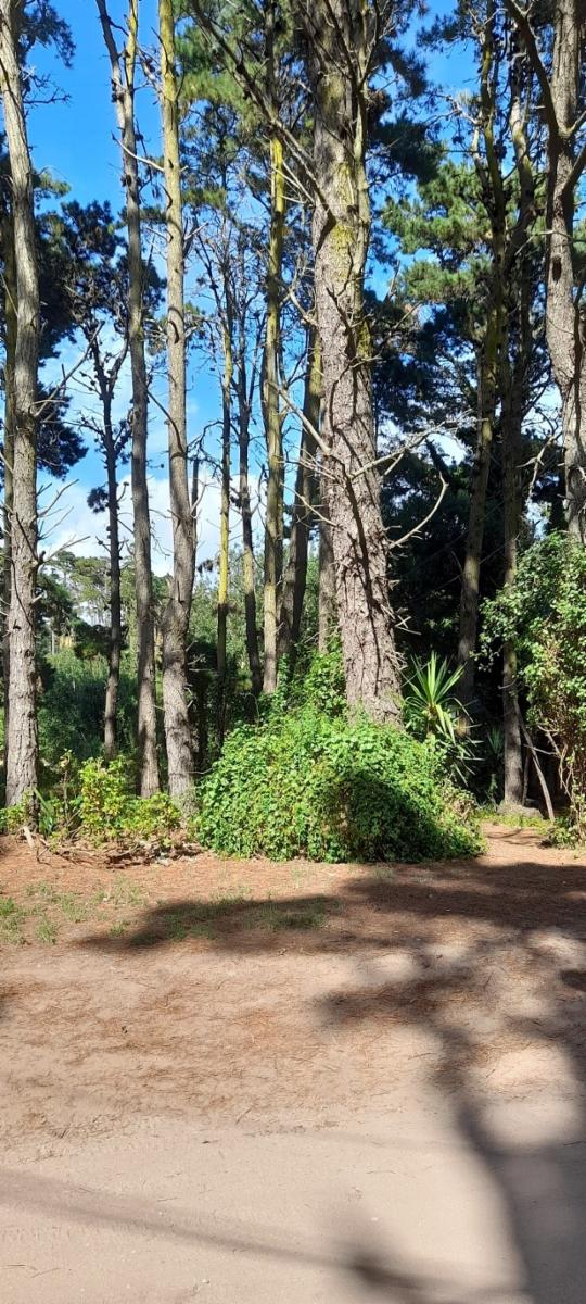 Calle 37 entre Punta del Indio y Viña del Mar · Villa Gesell — foto 5