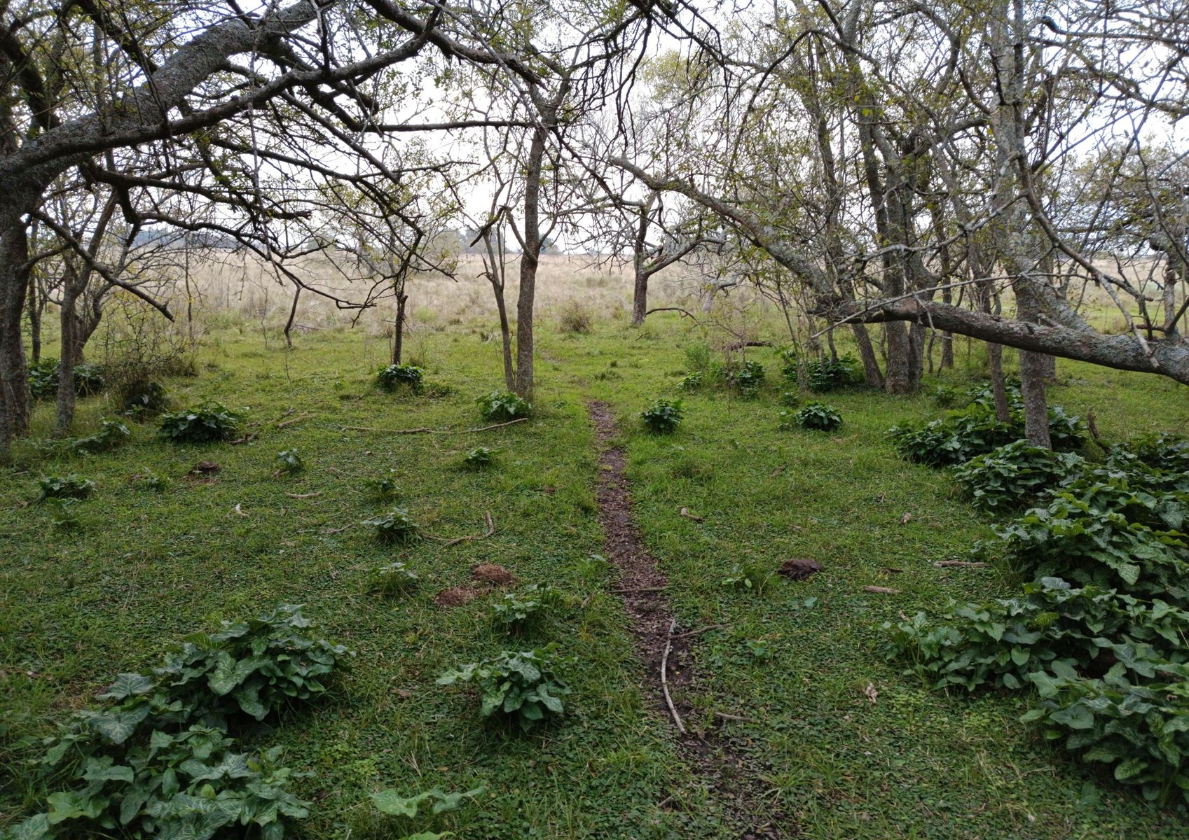 Calle Rural sin nombre · Magdalena — foto 4