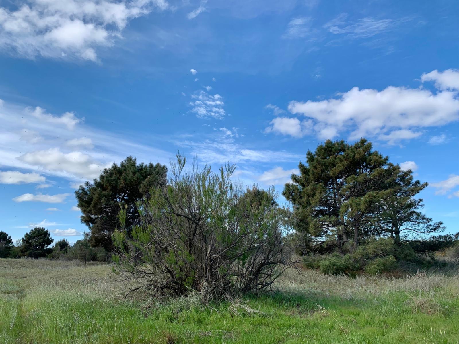 Los Zorzales y Flamencos · Monte Hermoso — foto 8