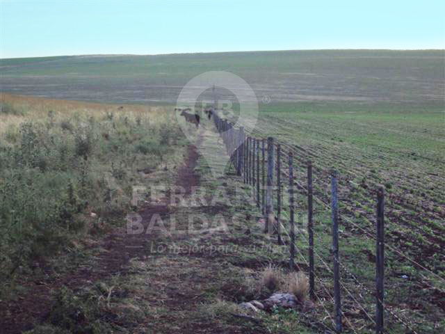 BENITO JUAREA - 22 HECTARESAS SOBRE RUTA 86 y RUTA 74  - 85% AGRICOLA