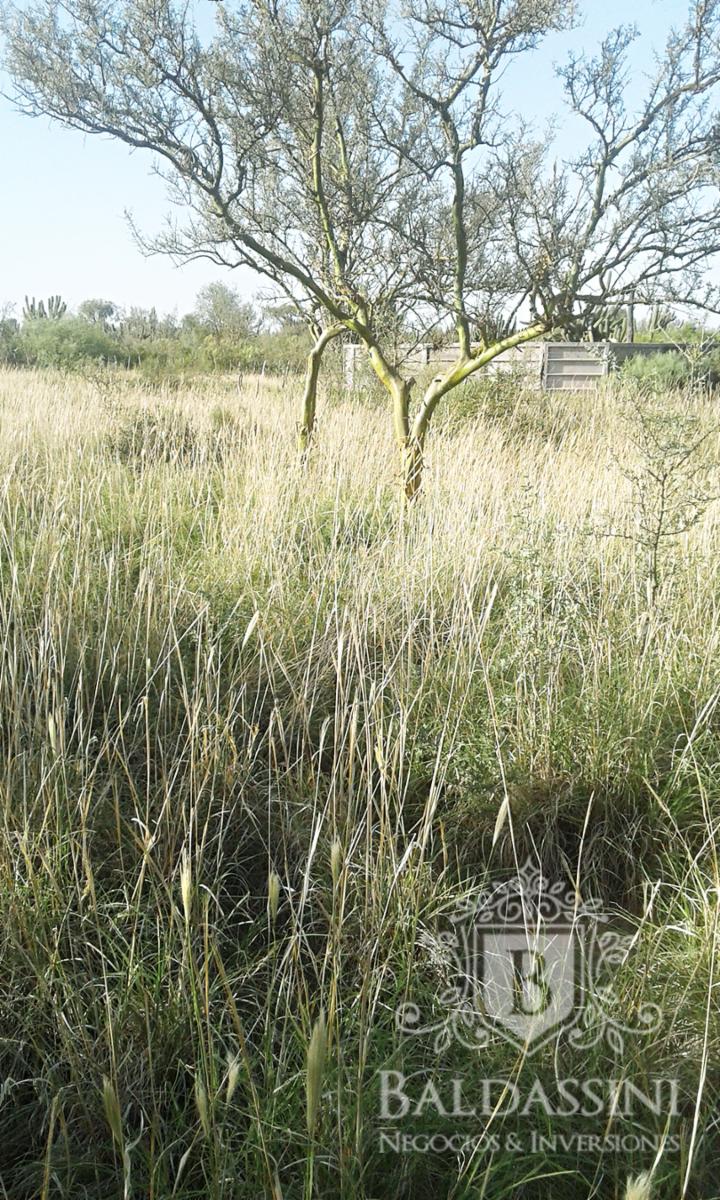 Excelente oportunidad - Gran Campo Ganadero en El Chañar - 5900 ha - u$S60 x ha