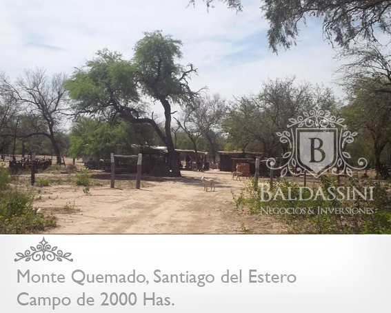 CAMPO DE 2000 HECTÁREAS EN MONTE QUEMADO - COPO - SANTIAGO DEL ESTERO CON GRAN APTITUD MIXTA