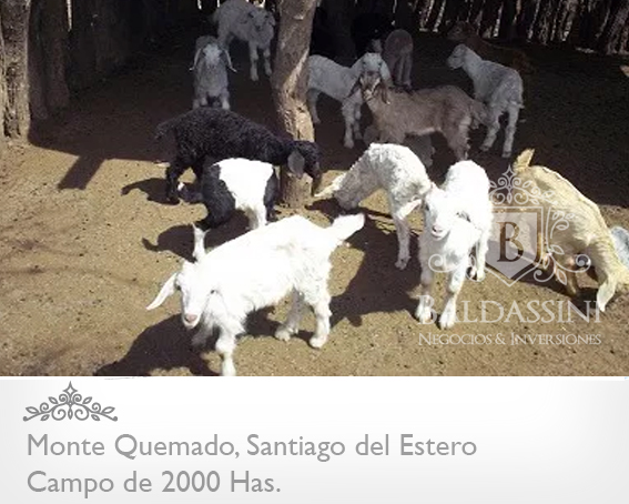 CAMPO DE 2000 HAS EN MONTE QUEMADO · Copo — foto 5