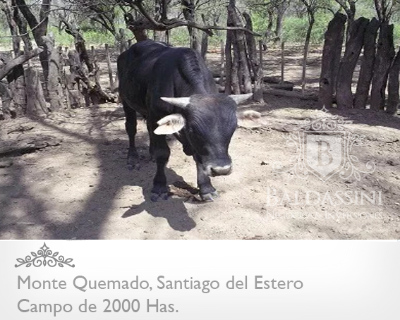 CAMPO DE 2000 HAS EN MONTE QUEMADO · Copo — foto 7