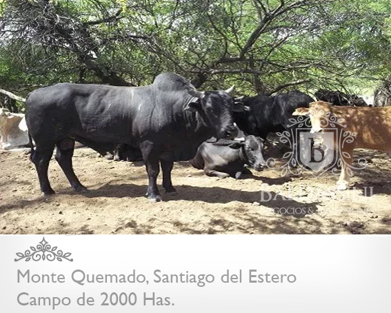 CAMPO DE 2000 HAS EN MONTE QUEMADO · Copo — foto 8