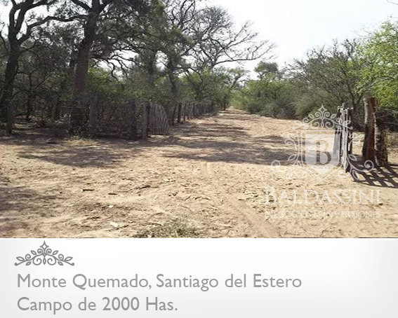 CAMPO DE 2000 HAS EN MONTE QUEMADO · Copo — foto 9