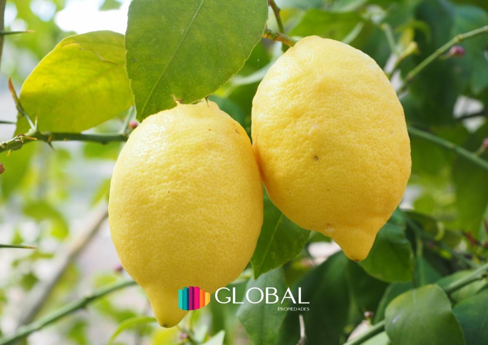 &quotFinca citrícola implantada con limoneros.