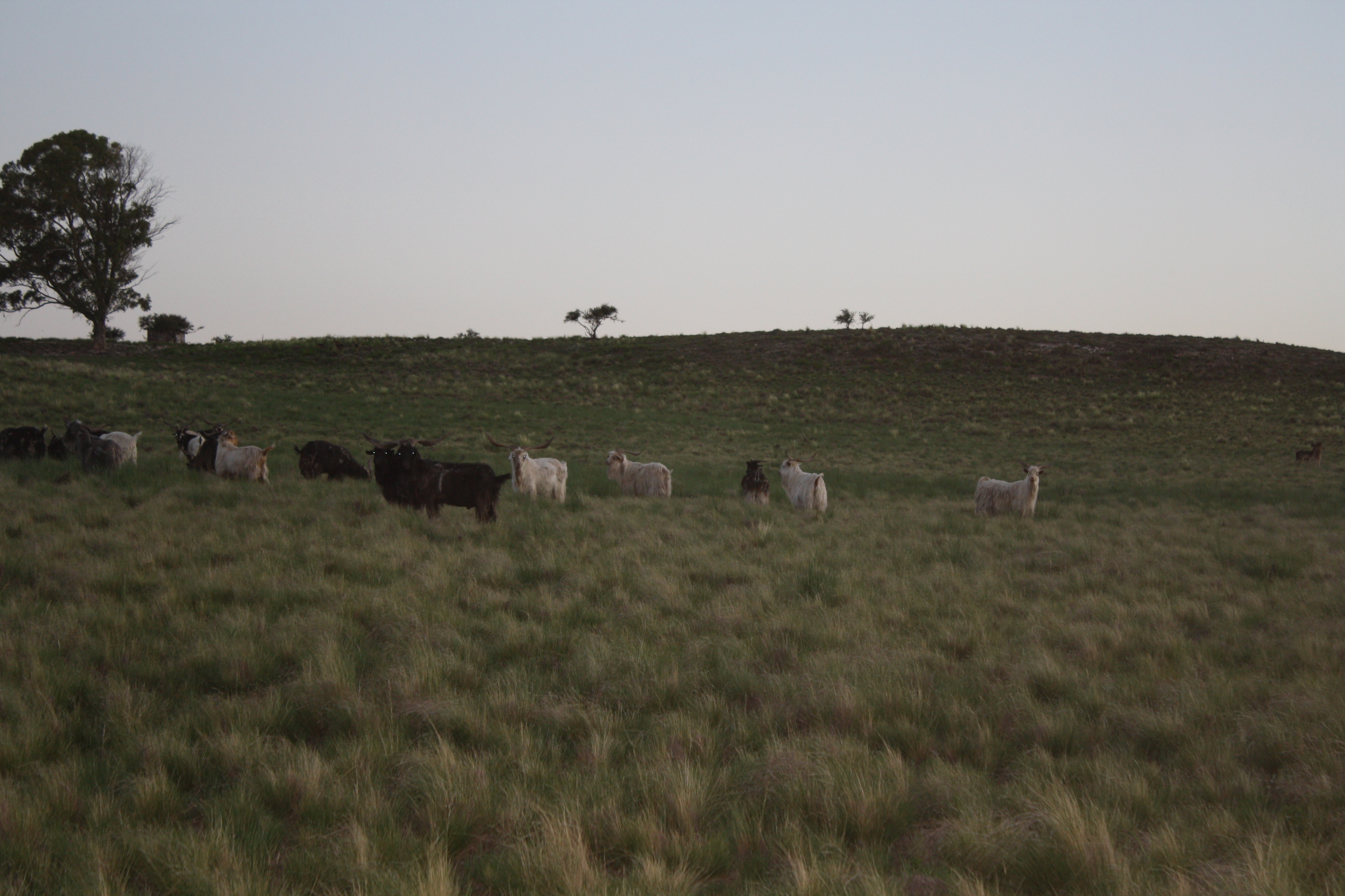 RUTA PROVINCIAL 51 Y RUTA 72 · Tornquist — foto 13