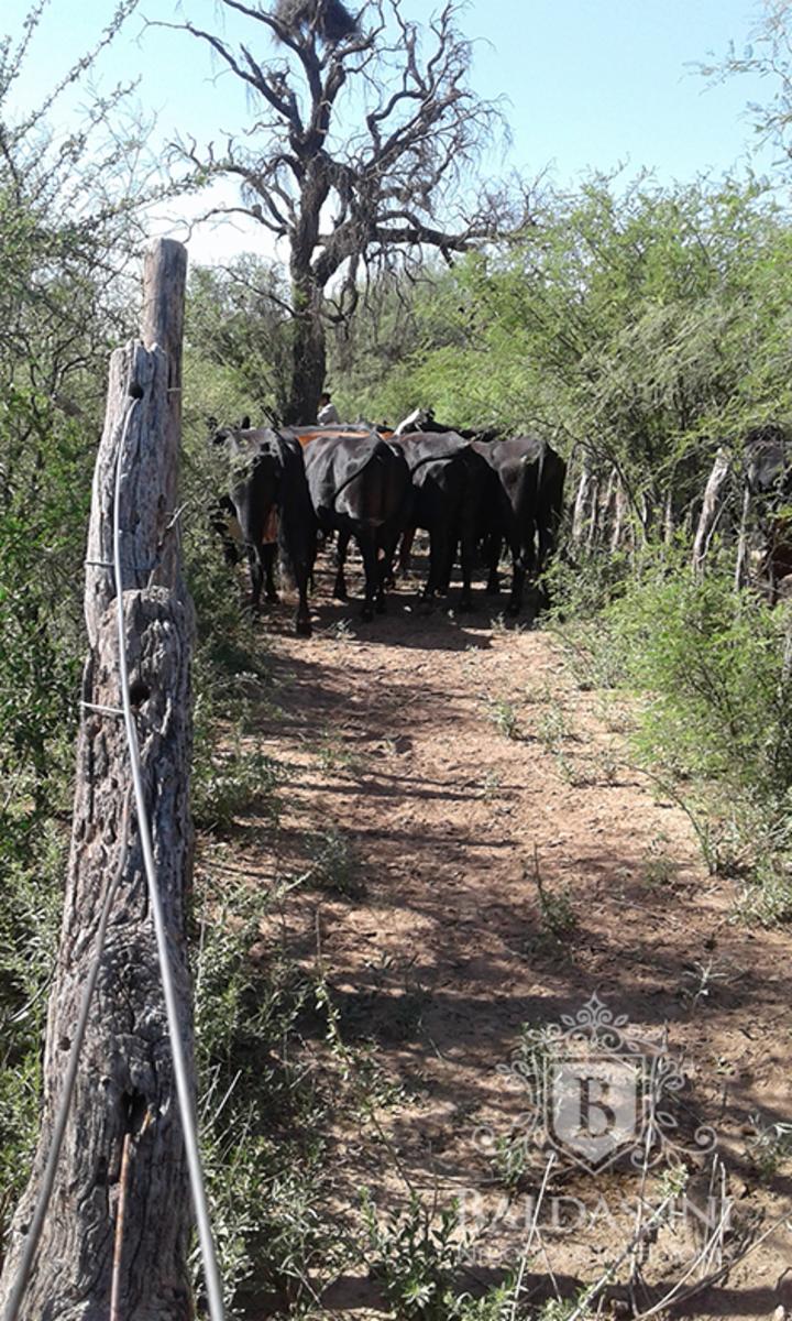RUTA 33 Y RUTA 79 - CHEPES · Rosario Vera Peñaloza — foto 12