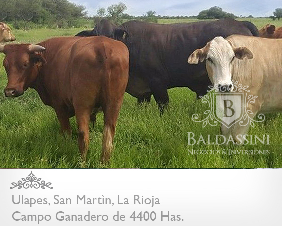 CAMPO GANADERO EN ULAPES DE 4400 HAS. SOBRE RUTA 79 · General San Martín — foto 3