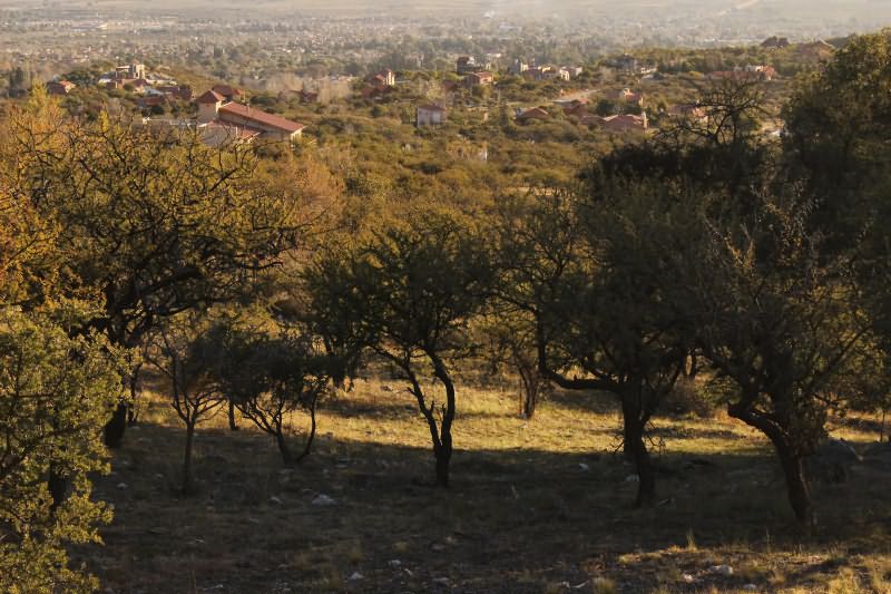 Los nogales · Junín — foto 3