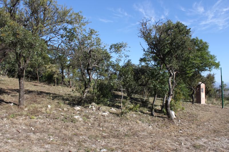 Los nogales · Junín — foto 6