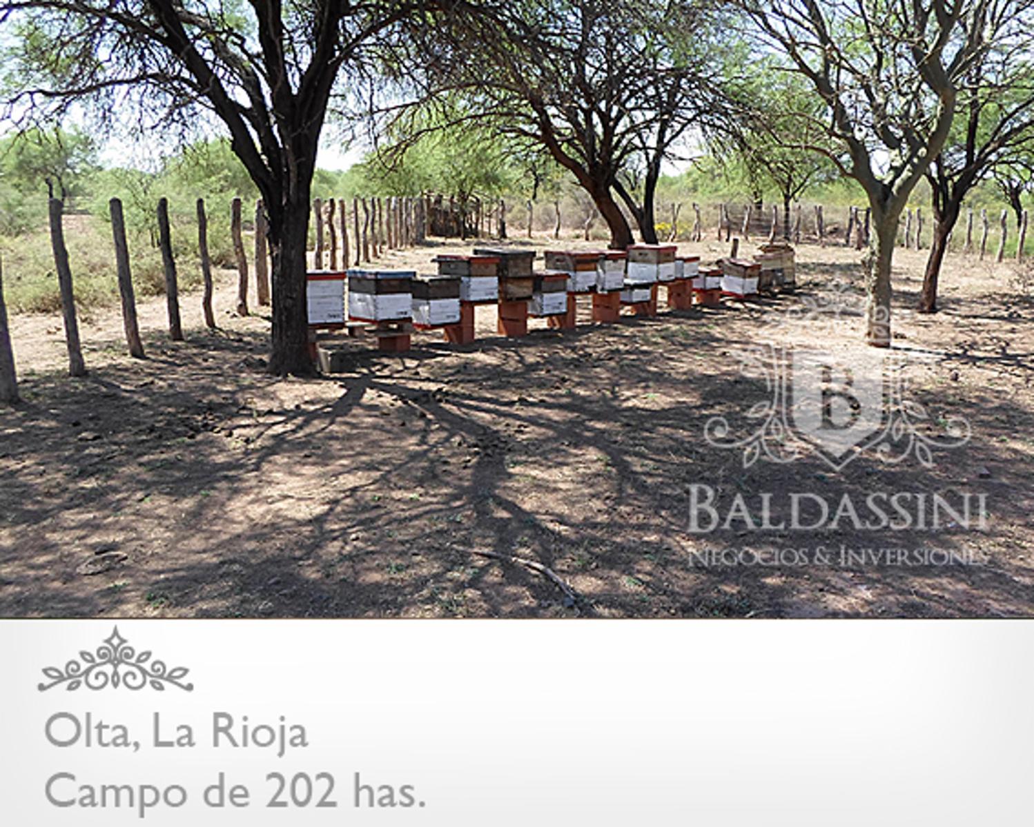 CAMPO DE 202 HAS EN OLTA - LA RIOJA · General Belgrano — foto 3