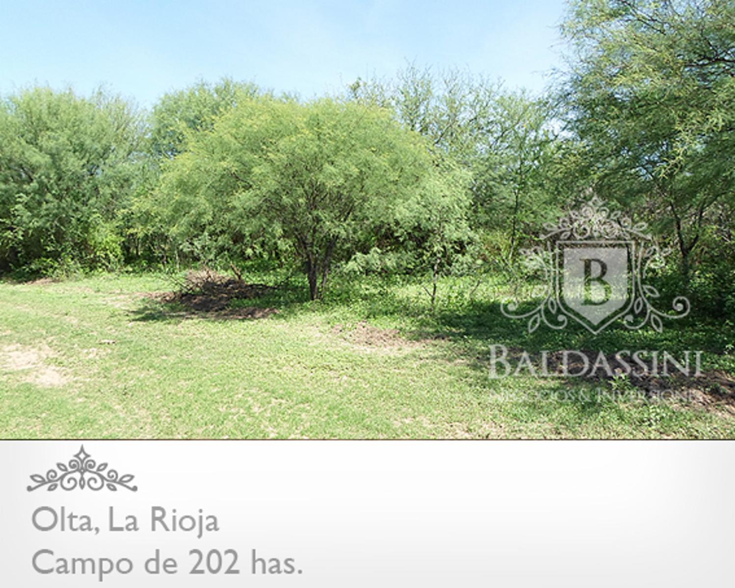 CAMPO DE 202 HAS EN OLTA - LA RIOJA · General Belgrano — foto 5