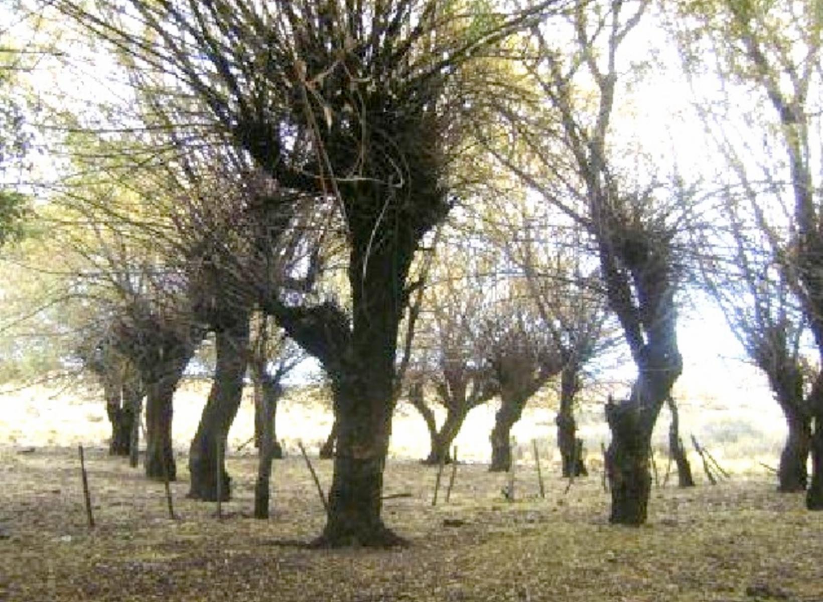 Villa Llanquin · General Roca — foto 4