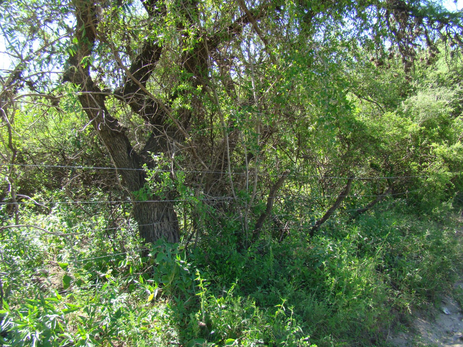 La Población · San Javier — foto 4