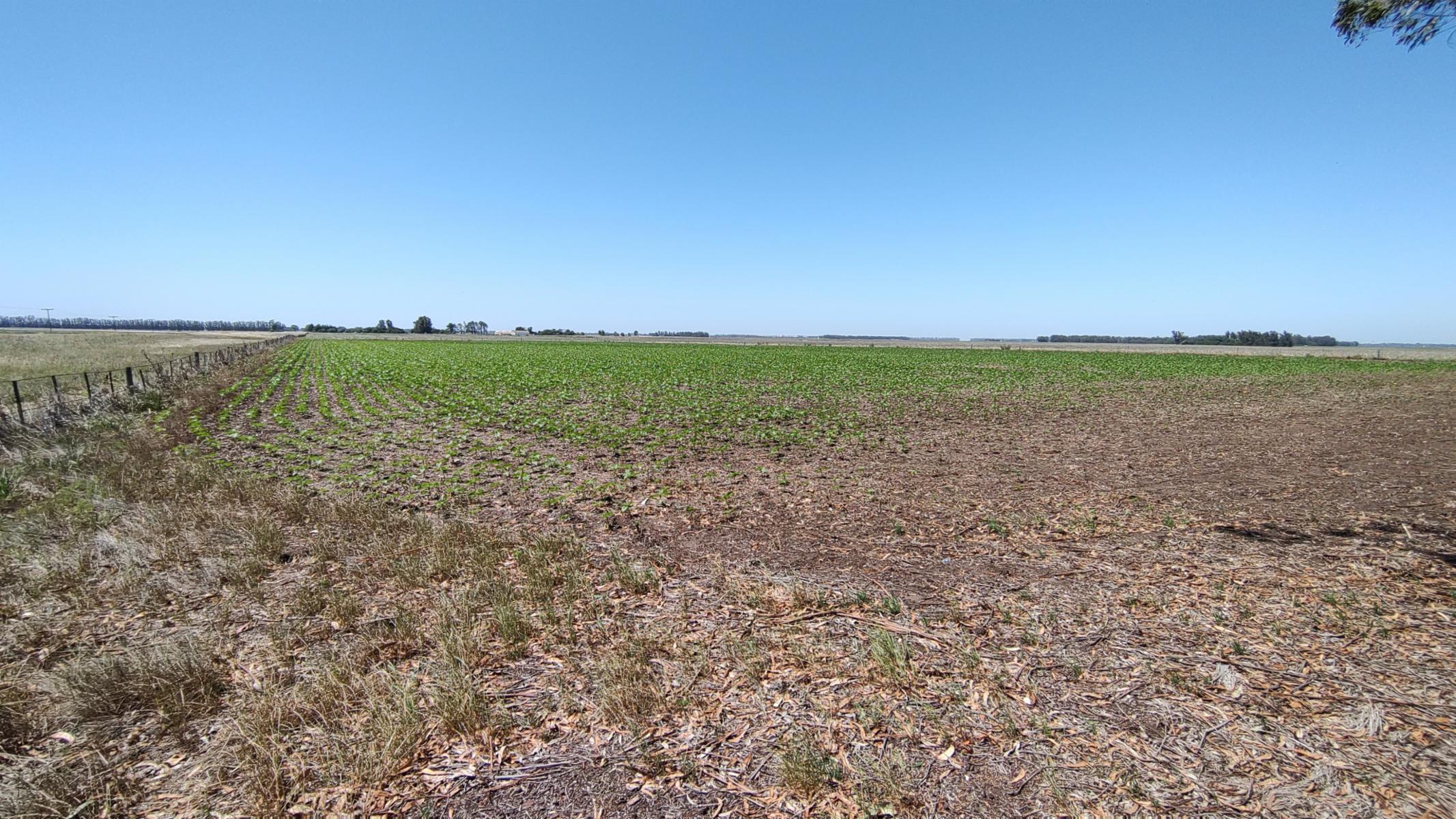 VENDO QUINTA (5 ha) (RUTA 86 KM 12-ZONA AEROCLUB NECOCHEA) · Necochea — foto 17
