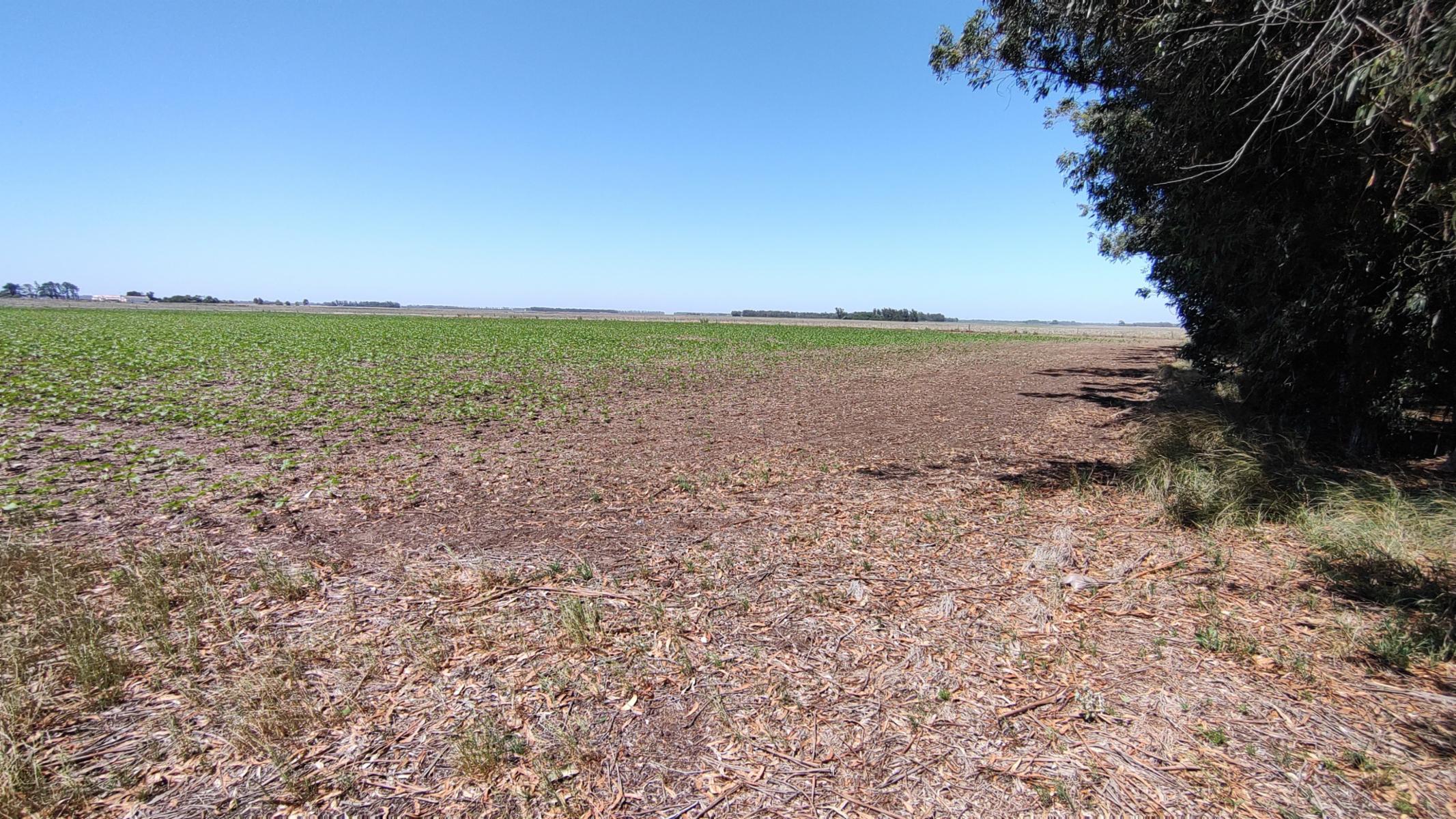 VENDO QUINTA (5 ha) (RUTA 86 KM 12-ZONA AEROCLUB NECOCHEA) · Necochea — foto 18