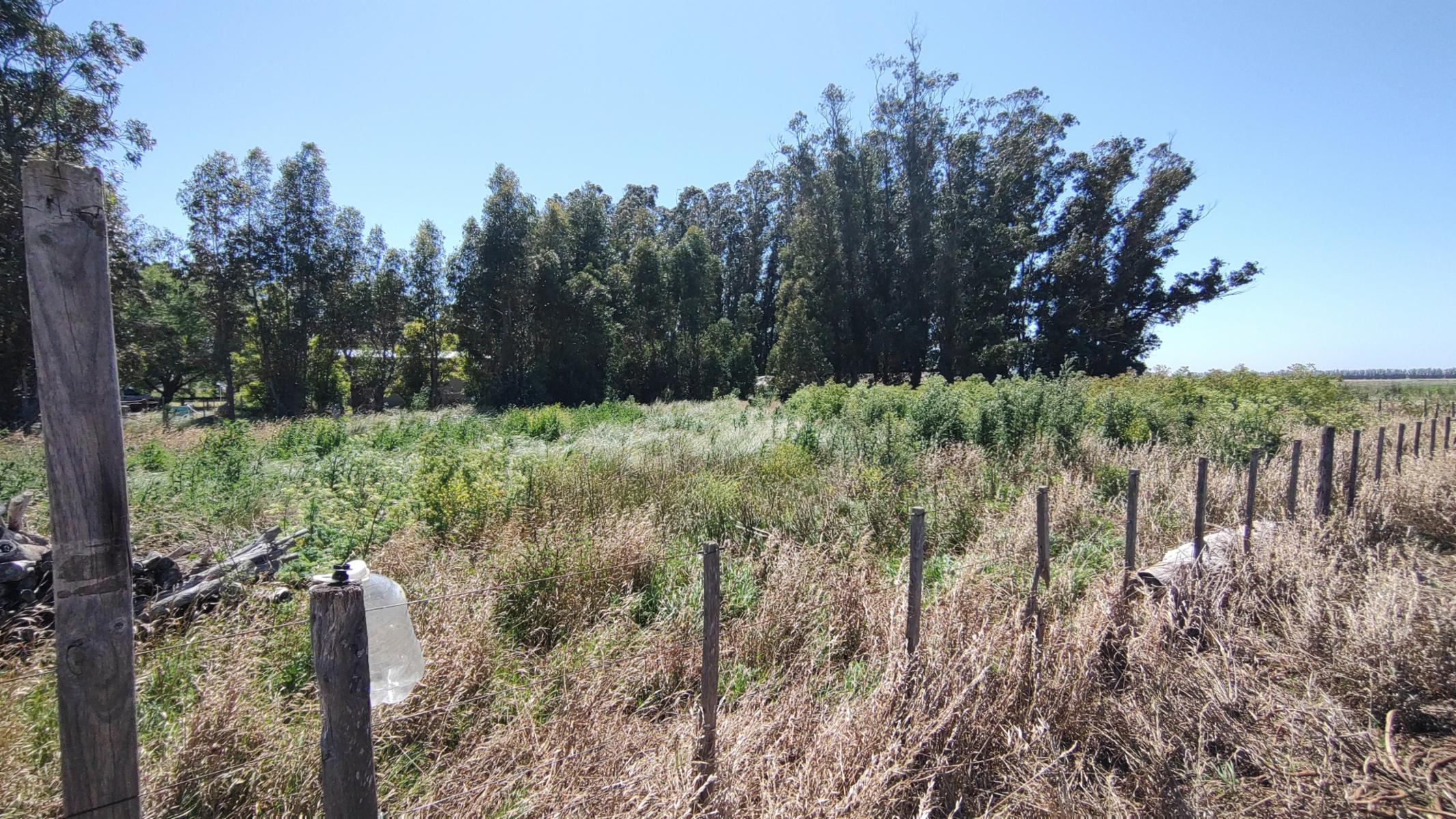 VENDO QUINTA (5 ha) (RUTA 86 KM 12-ZONA AEROCLUB NECOCHEA) · Necochea — foto 5