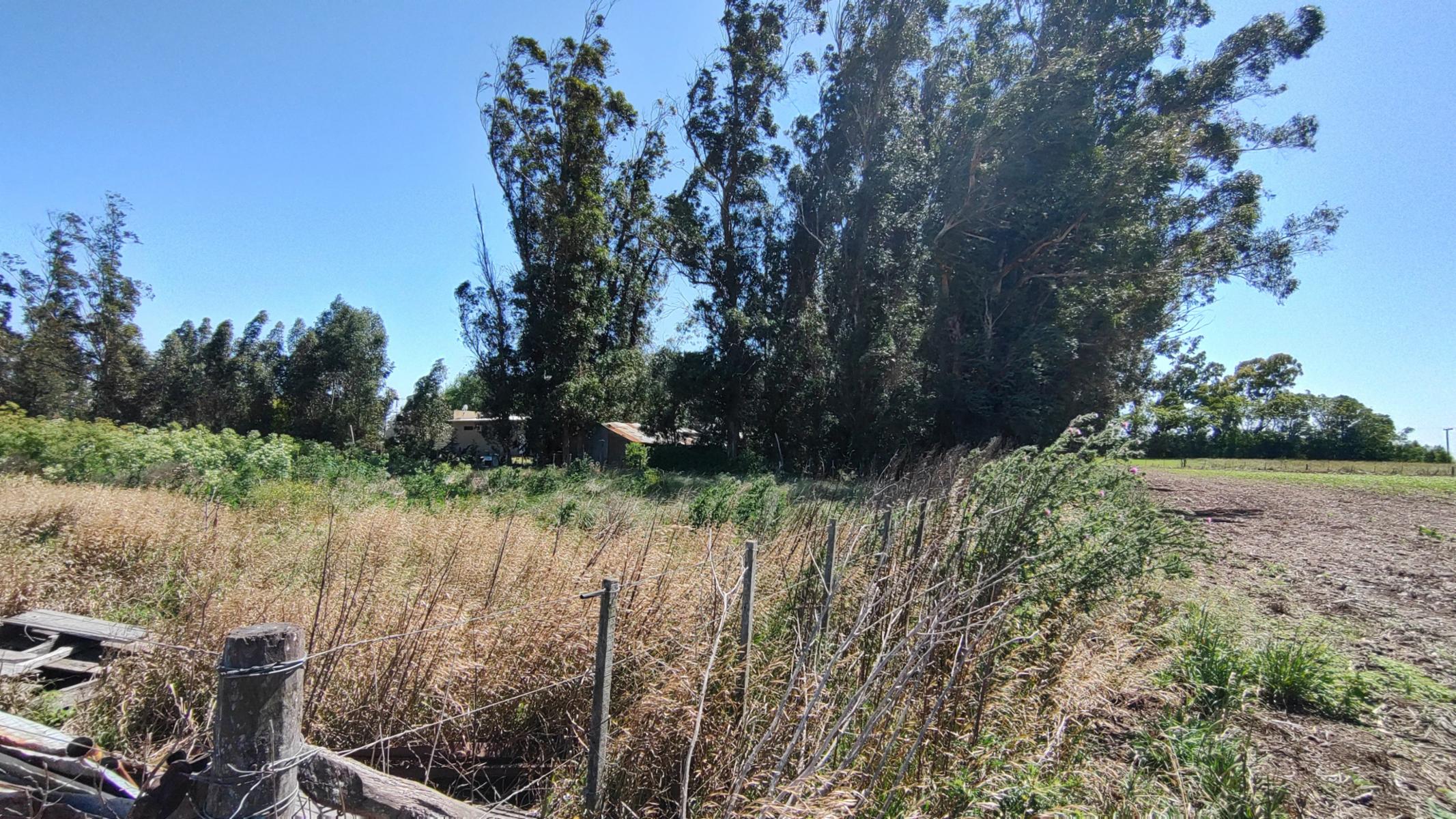 VENDO QUINTA (5 ha) (RUTA 86 KM 12-ZONA AEROCLUB NECOCHEA) · Necochea — foto 6