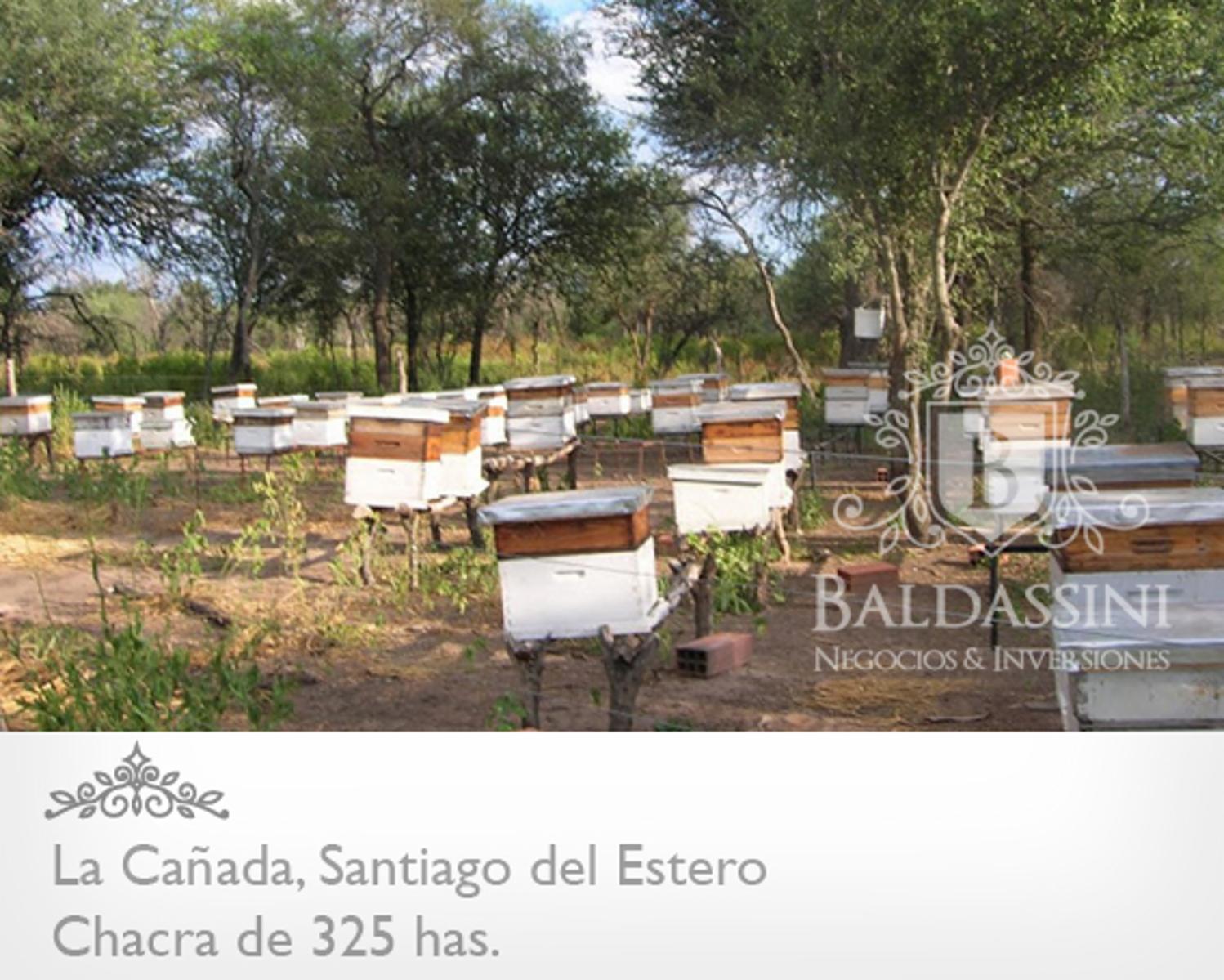 CAMPO DE 325 HAS CERCA DE LA CAÑADA · Figueroa — foto 5