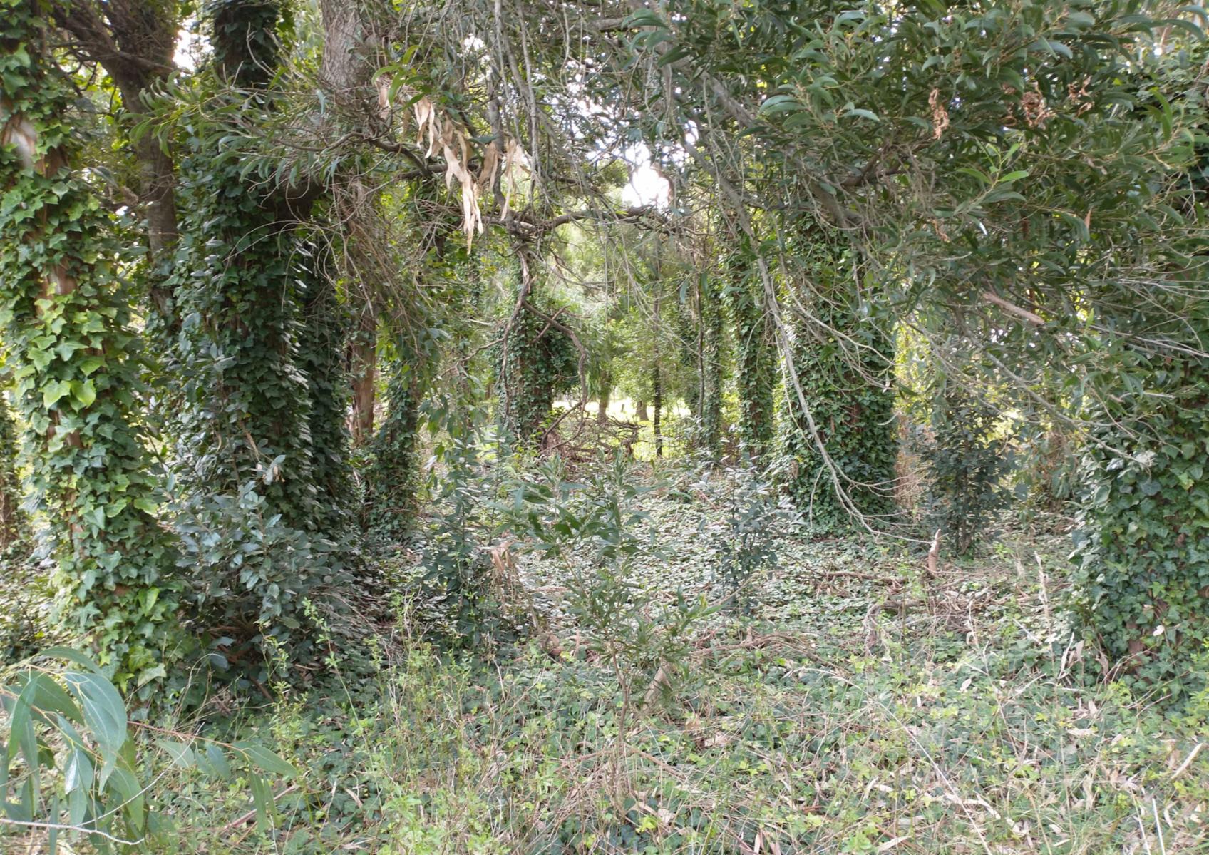 Calle Rural sin nombre · Punta Indio — foto 15