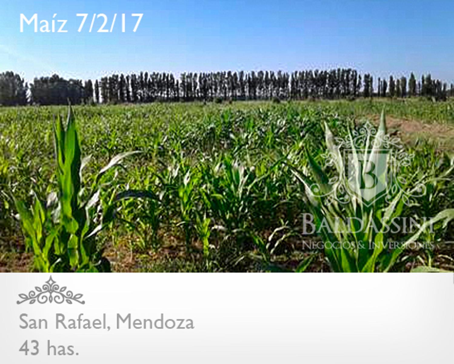 43 HAS EN SAN RAFAEL EN PRODUCCIÓN AGRÍCOLA - POTENCIAL TURÍSTICO - U$S 5500.- X HA.